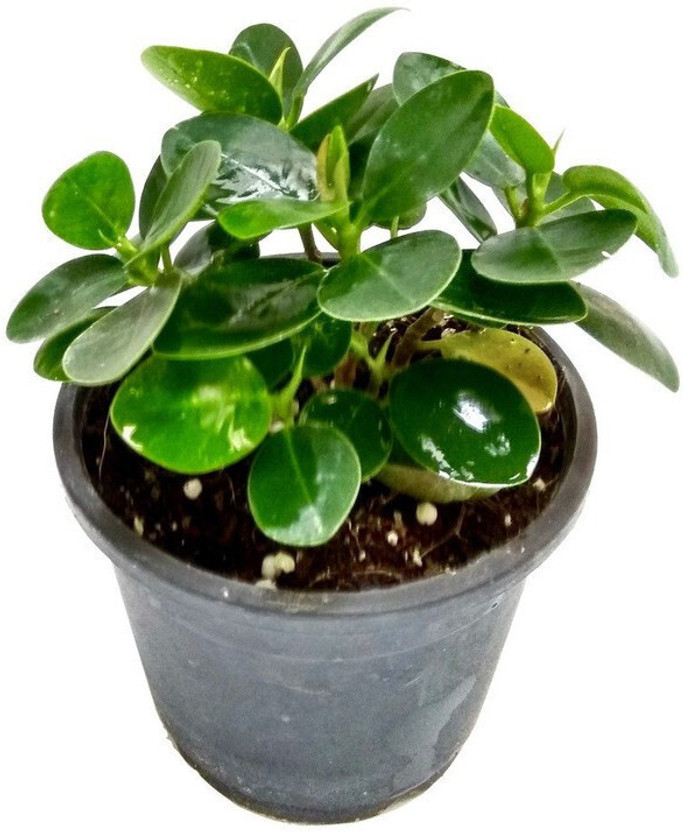 Loveri Ficus Plant(Hybrid, Pack of 1)