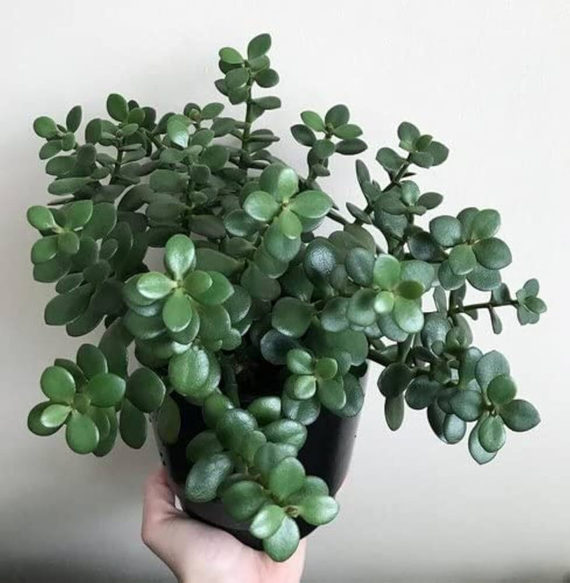 PetalPath ZZ Plant(Hybrid, Pack of 1)