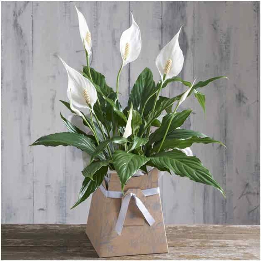 SUWAMABACHI Peace Lily Plant(Hybrid, Pack of 1)