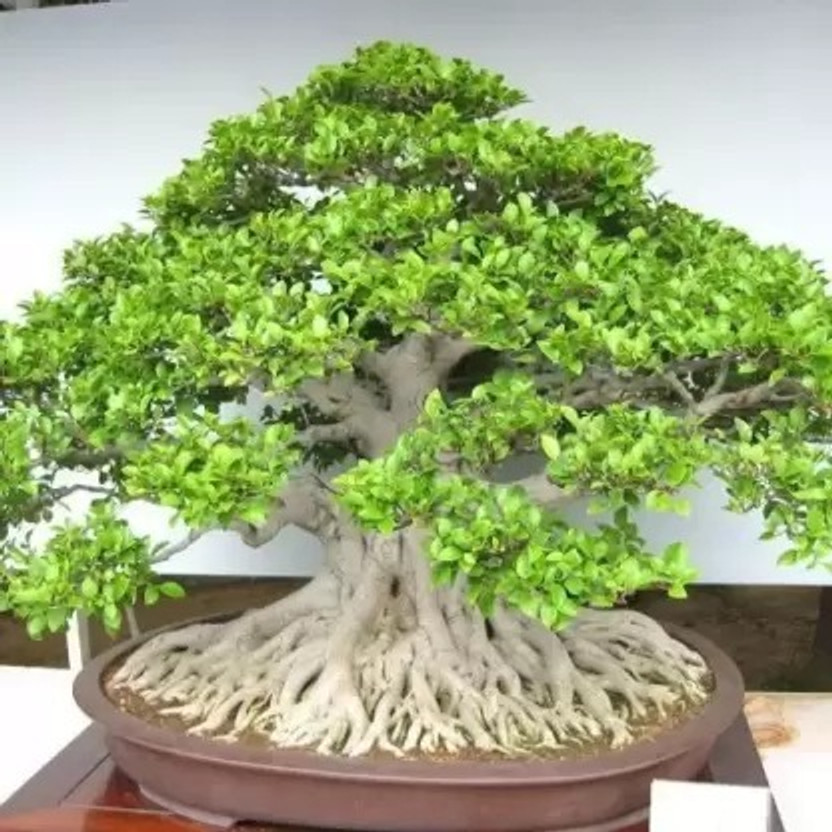 sai jade Ficus Bonsai(Pack of 1)