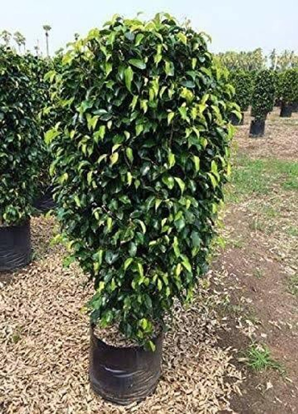 Cloud Farm Ficus Plant(Hybrid, Pack of 1)