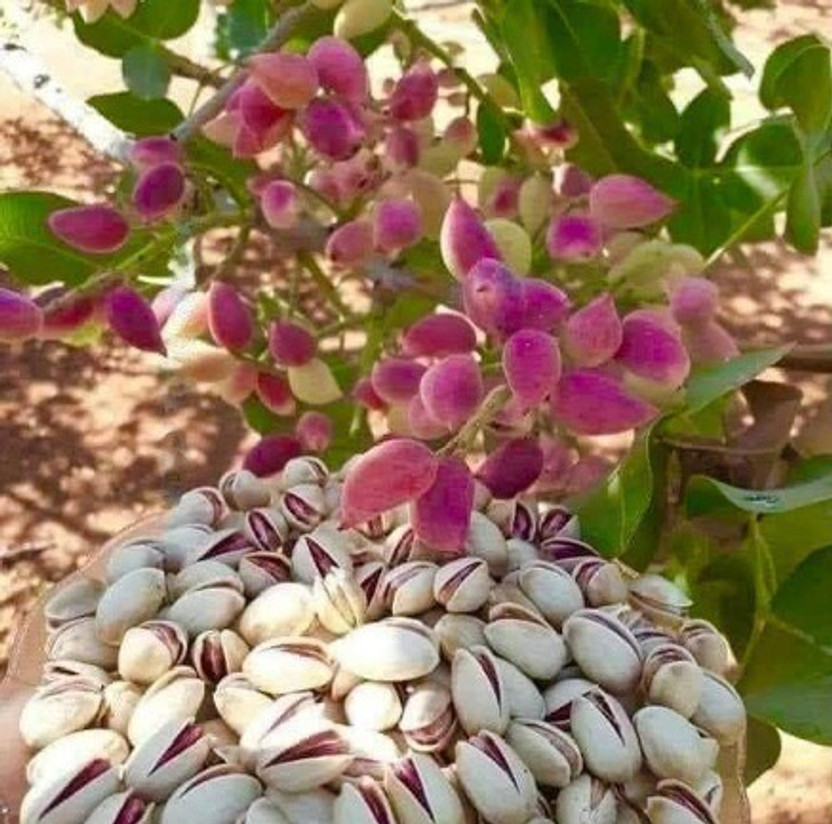 LaughEarth Pistachio Plant(Hybrid, Pack of 1)