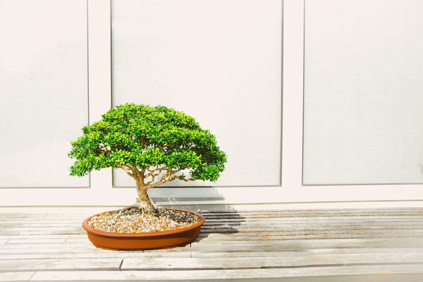 Rozaliya Ficus Bonsai(Hybrid, Pack of 1)