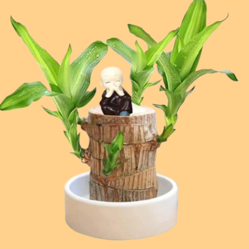 Yugpratap Brazilian Wood  sapling(Hybrid, Pack of 1)