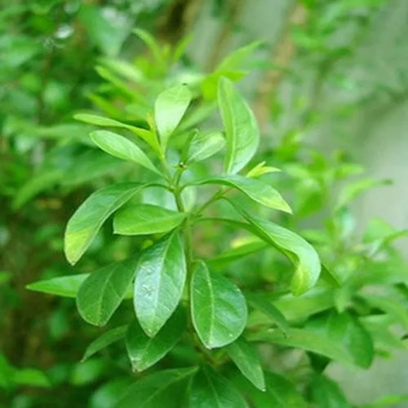 LifeShowMe Henna Plant(Hybrid, Pack of 1)
