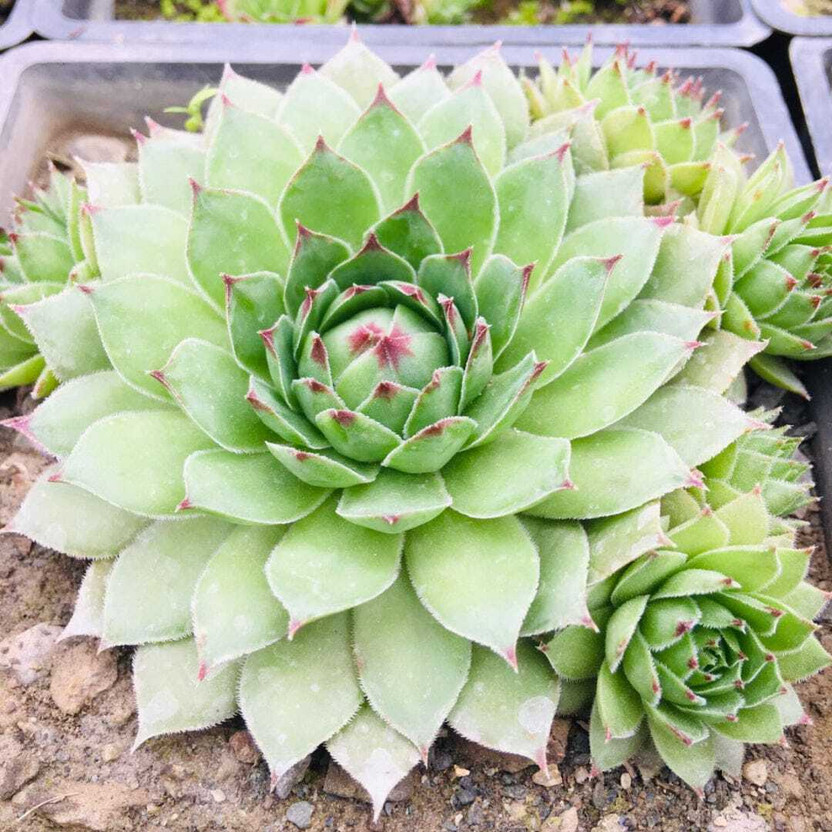 EDEN EARTH Laxmi Kamal Plant(Hybrid, Pack of 1)