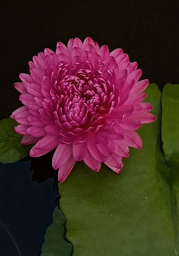 Hybrid podda flower plan Lotus Plant(Hybrid, Pack of 1)