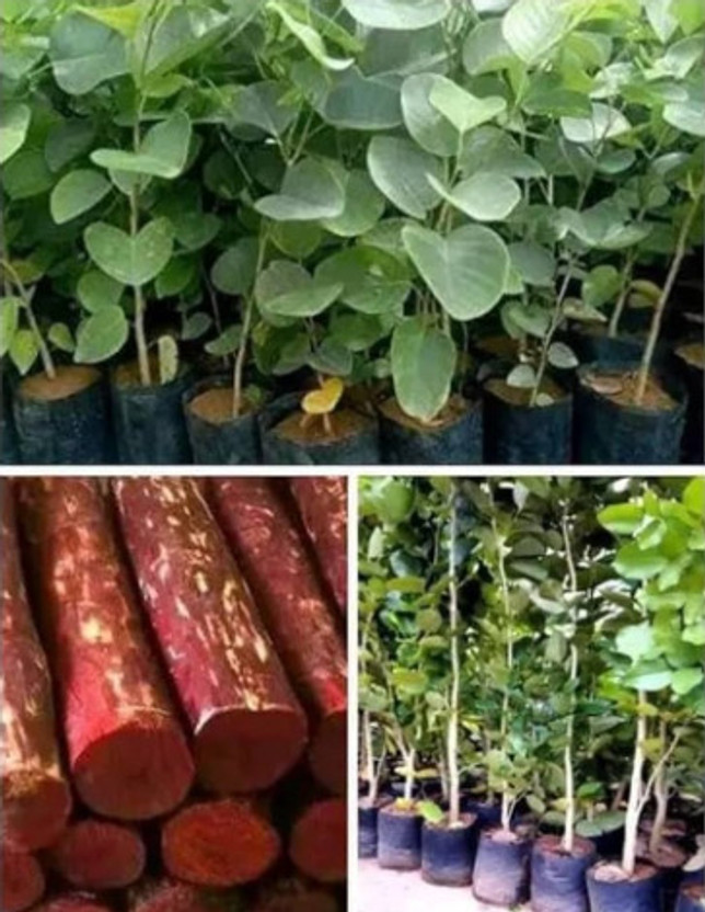 Cloud Farm Red Sandalwood Plant(Hybrid, Pack of 1)