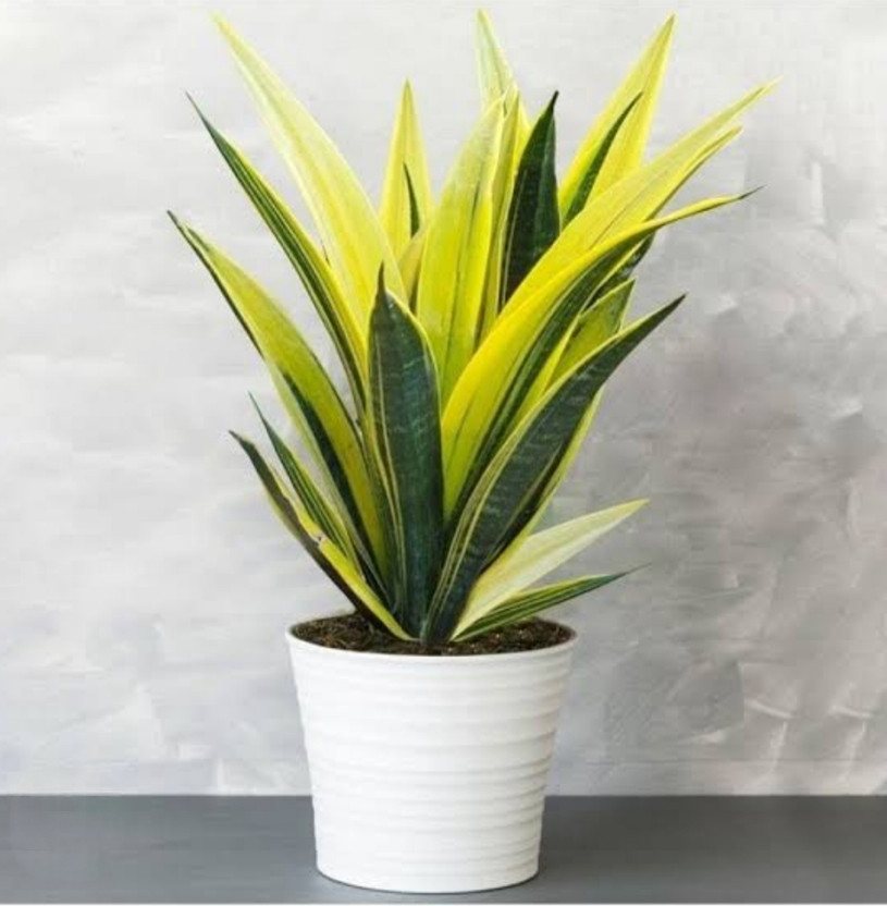 MondallNursery Golden Snake Flame Plant(Hybrid, Pack of 1)