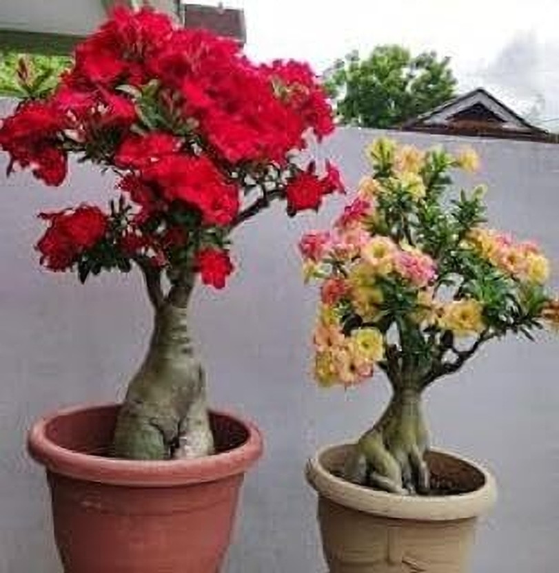 NATURESNURSERYY Adenium Plant(Hybrid, Pack of 2)