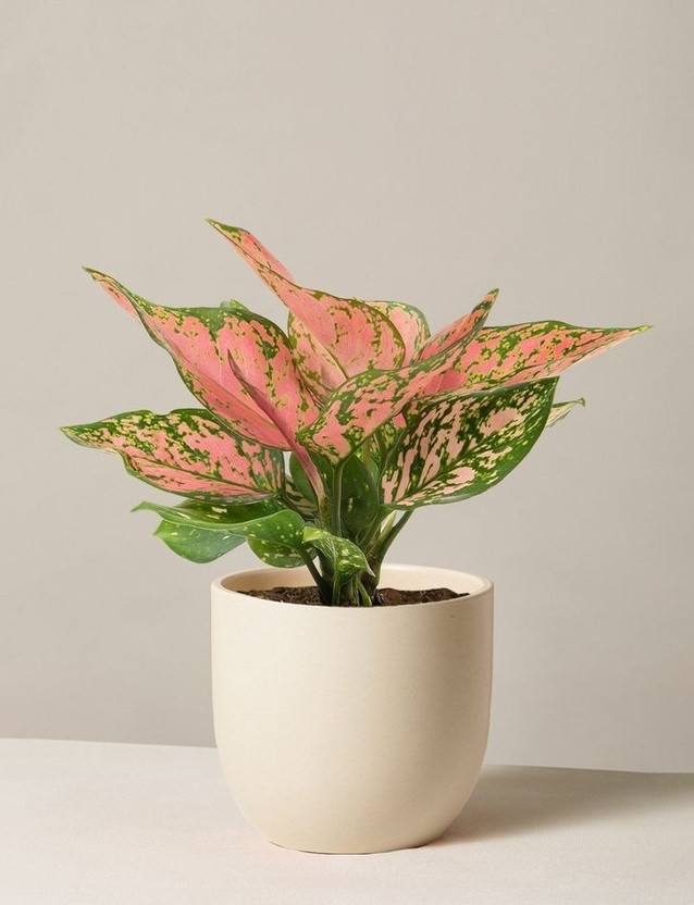 Aglonema Aglaonema Plant(Pack of 1)