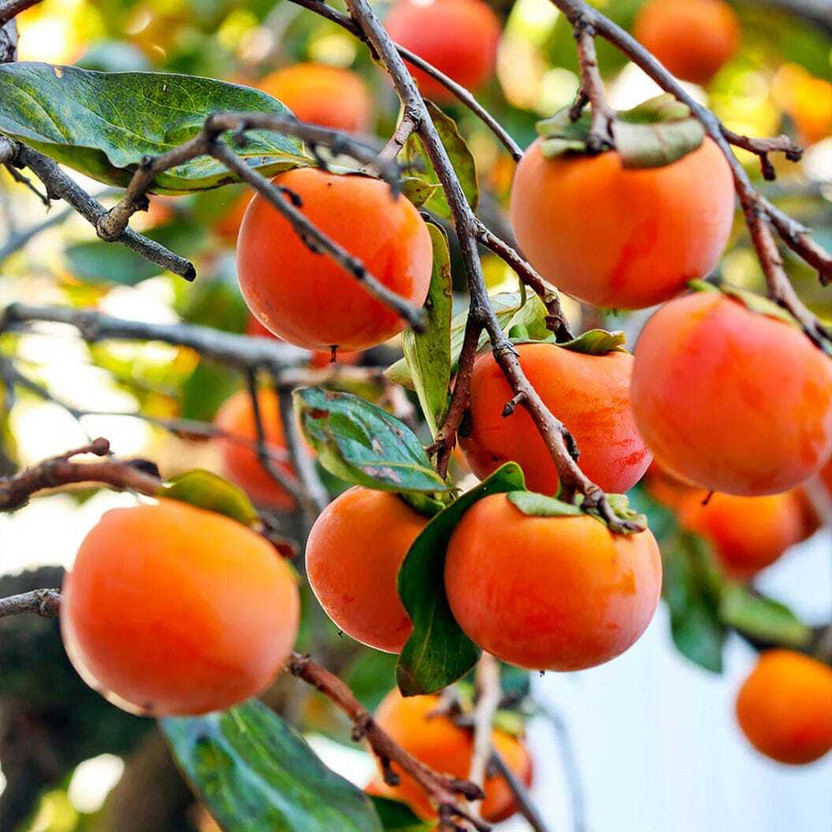 EDEN EDEN OF EARTH Persimmon Plant  sapling(Hybrid, Pack of 1) - Flipkart Deal