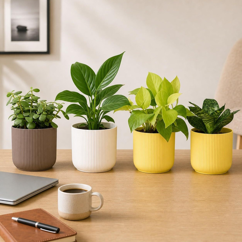 UGAOO Jade Plant, Golden Money Plant, Peace Lily Plant, Green Sansevieria Snake Plant(Pack of 4)