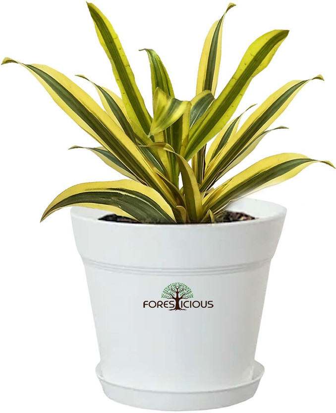 Foresticious Song Of India Plant, Dracaena Plant(Hybrid, Pack of 1)