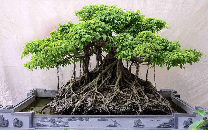 Cloud Cloud Farm Ficus Plant  sapling(Hybrid, Pack of 1) - Flipkart Deal