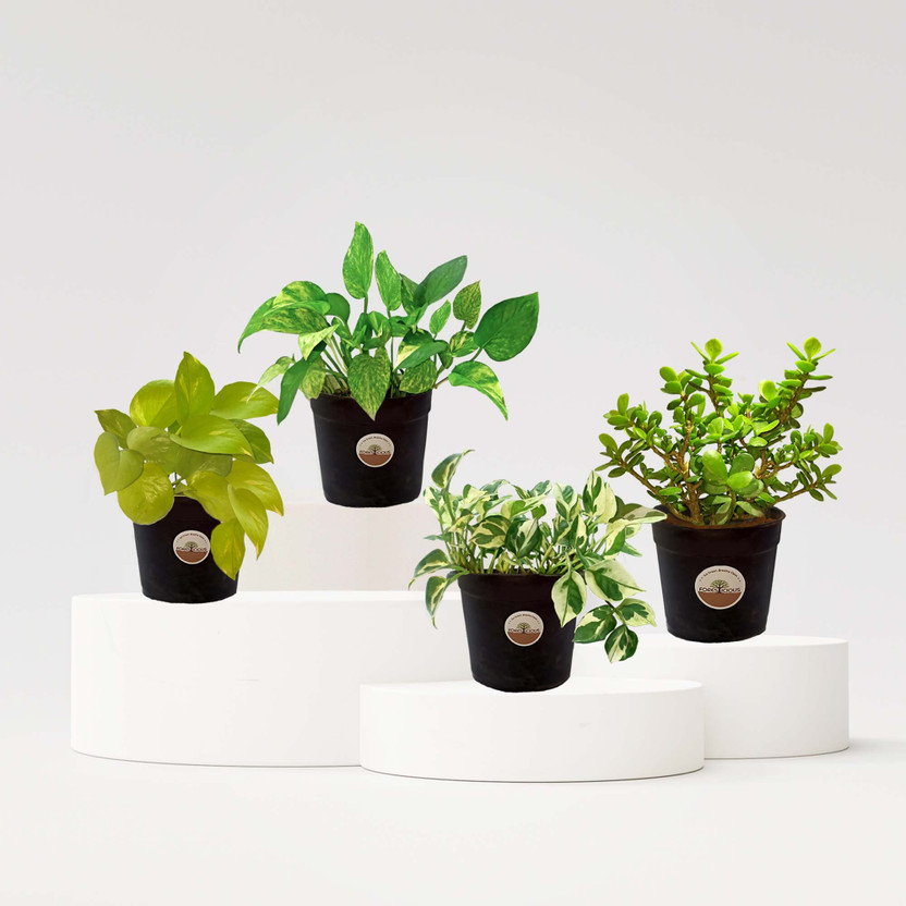 Foresticious Marble Money Plant, Jade Plant, Variegated Money Plant, Golden Money Plant, Njoy Money Plant(Hybrid, Pack of 4)