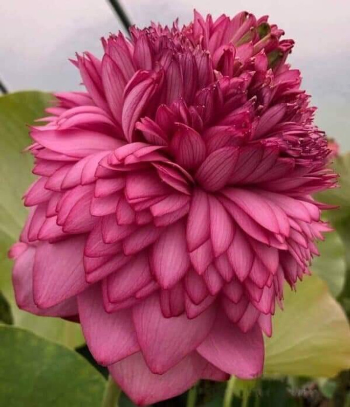 BIKASH Lotus Plant(Hybrid, Pack of 1)