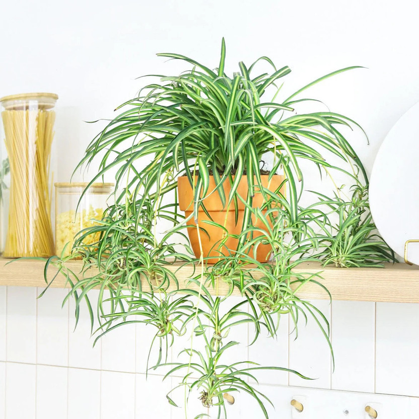 fuegoasiss fuegoasiss Spider Plant  sapling(Hybrid, Pack of 1) - Flipkart Deal