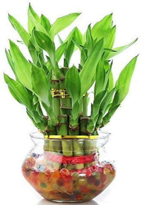 Ayushgreenplant Two Layer Bamboo Plant(Hybrid, Pack of 1)