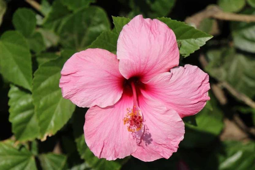 VibeX Gudhal(Hibiscus) Flower Plant Seeds For Planting (120 Seeds) Seed