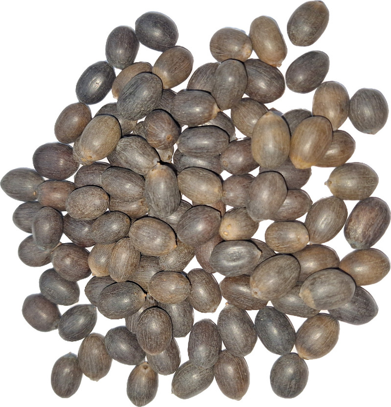 AA ENTERPRISES Kamal Gatta, Lotus Seeds, Kamalgatta, Kamal Gata Seed(110 per packet)