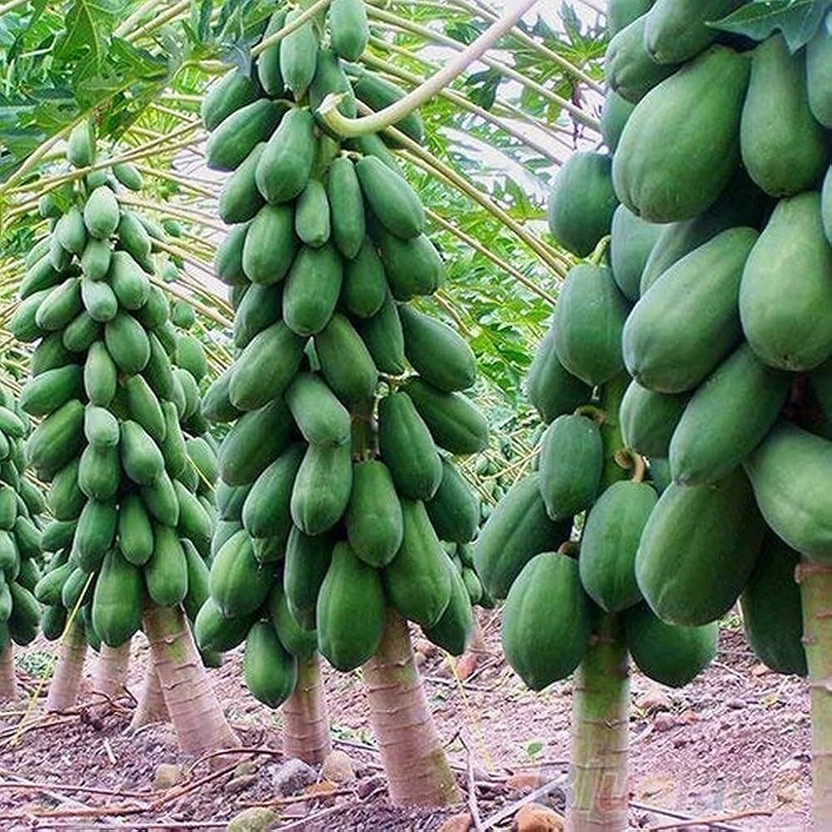 AMAJIT AMAJIT Dasi Hybride Papaya Plant F1 Seeds 79 Seed(79 per packet) - Flipkart Deal
