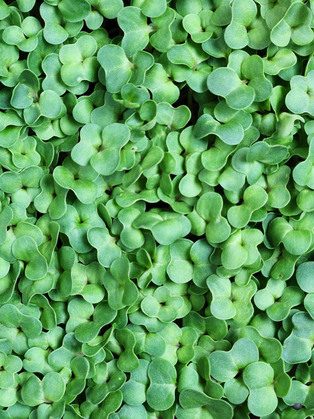 GreensWale GreensWale Premium Radish Red Microgreens Seed, Non-GMO, Non-Hybrid, Pesticides-Free Seed(100 g) - Flipkart Deal