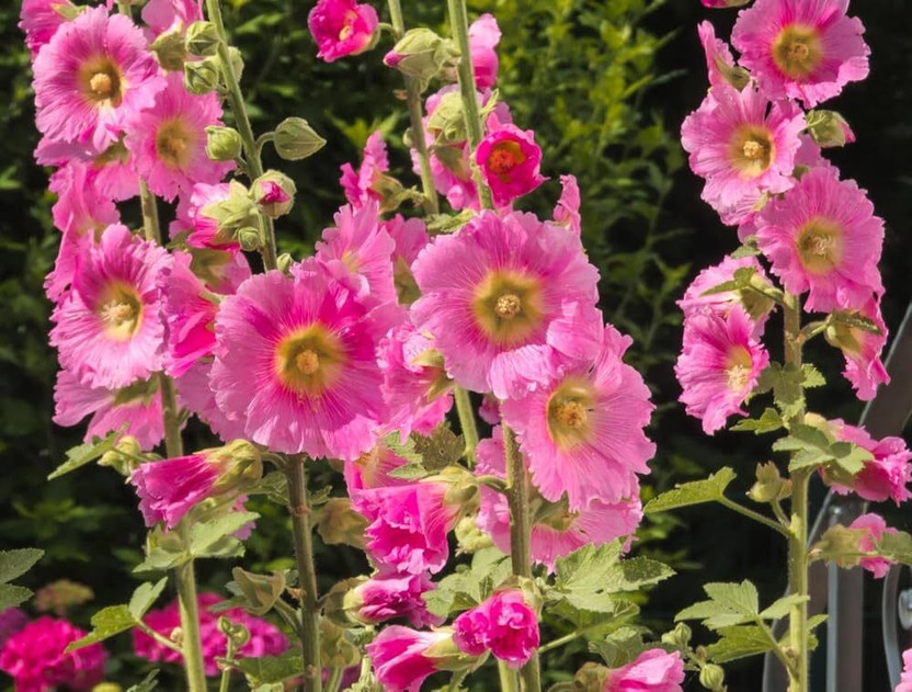 ARIAANAM hollyhock flowers seed for gardening/ farming, flowers Seed(10 per packet)