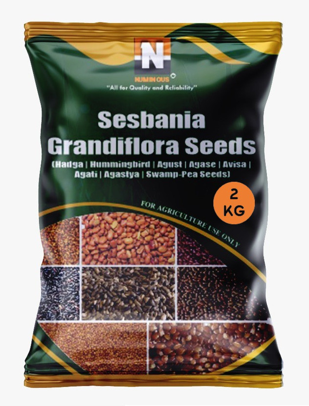 Numinous Sesbania Grandiflora, Hummingbird, Hadga, Agust, Agase, Avisa, Agati, Agastya, Agathi, Swamp-Pea Tree Seed(2 kg)