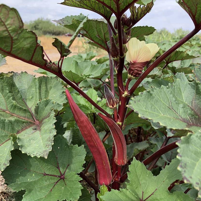 WILLVINE NBIR767 Red Ladies FingerBhindi Okra 500 Seeds Seed Price