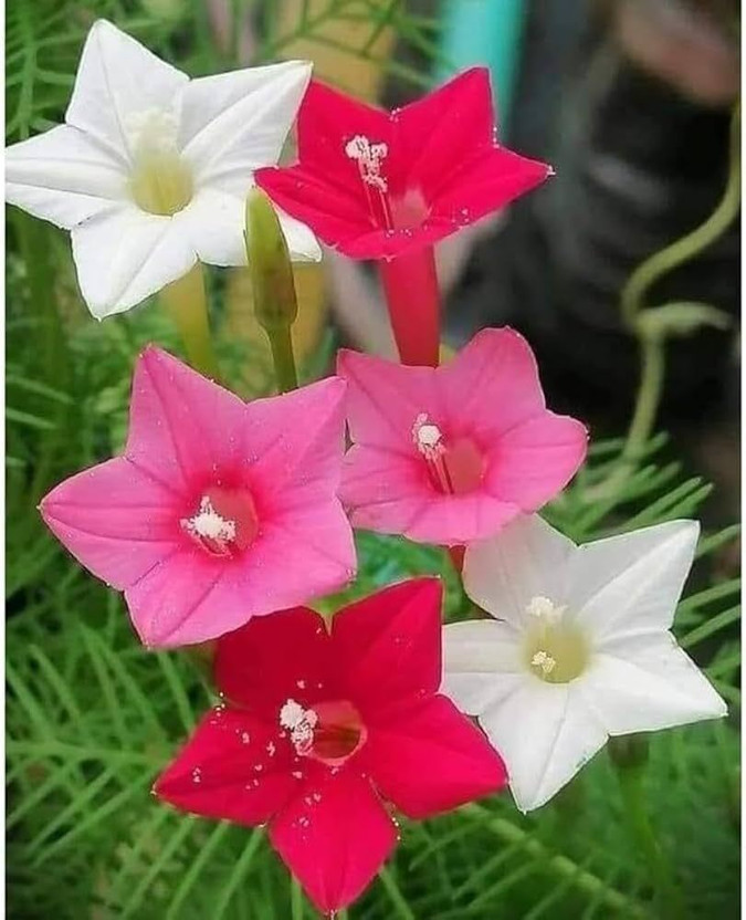 BJUBAS Cypress Vine Mix Color Flower Seeds pack of 84 Seed(84 per packet)