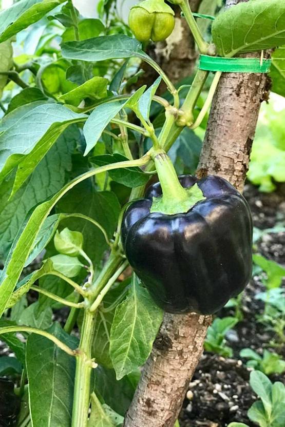 WILLVINE VVI451 Hybrid Capsicum Black Vegetable Seeds Seed Price in