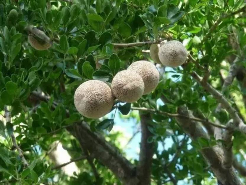 Aro Wood Apple Bel Fruit Kaitha Katbel Beal Fruit Seed Price In aro-wood-apple-bel-fruit-kaitha-katbel-beal-fruit-seed-price-in
