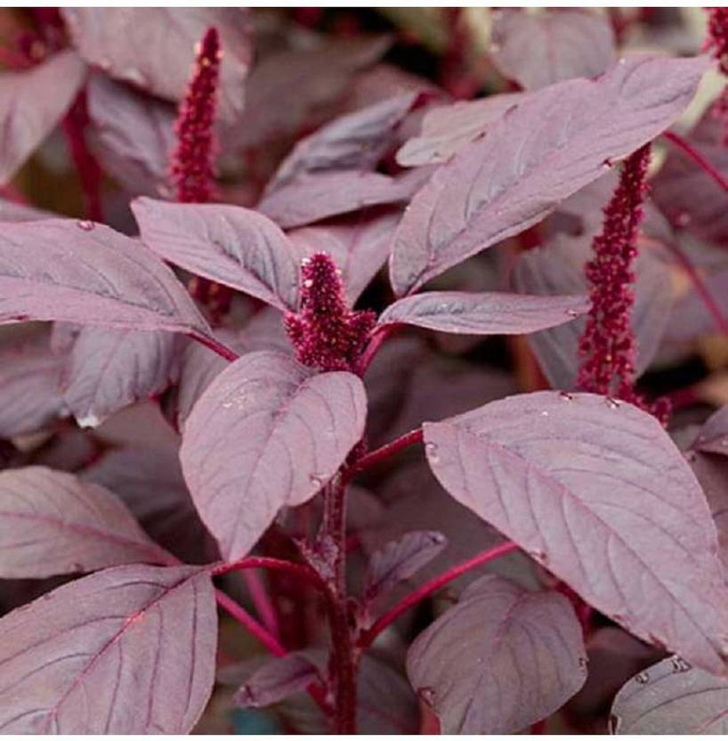 Hmr Chaulai Saag Red Amaranth Seed Price in India Buy Hmr Chaulai
