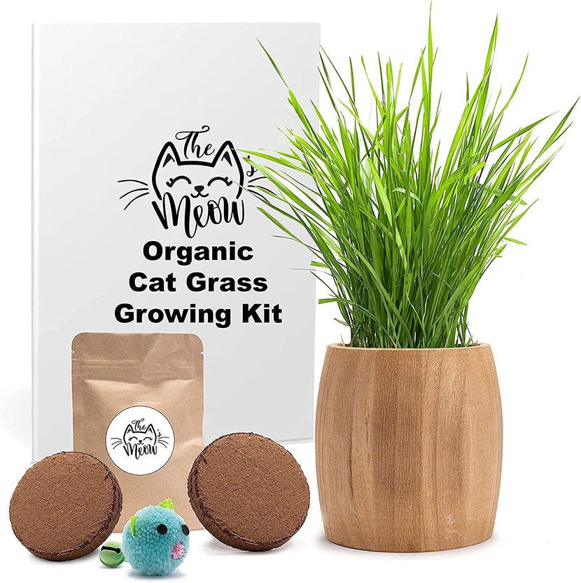 WILLVINE WILLVINE VVI-1 Cat Grass (100% Sweet Oat Grass) Seed(1000 per packet) - Flipkart Deal