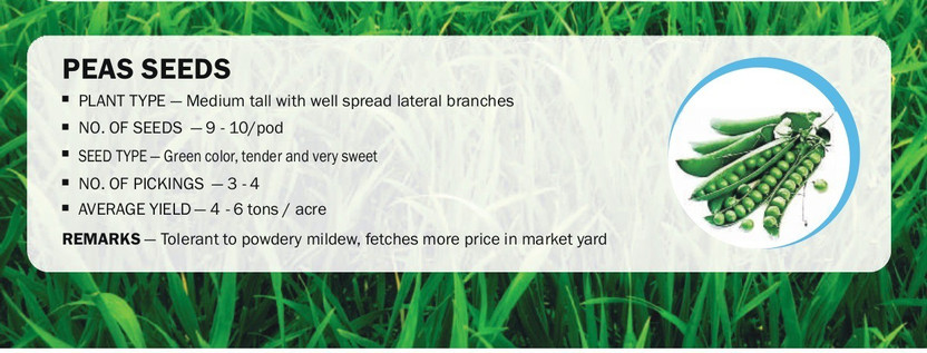 CYBEXIS F1 Hybrid PEAS SEED(100 Seeds) Seed(100 per packet)