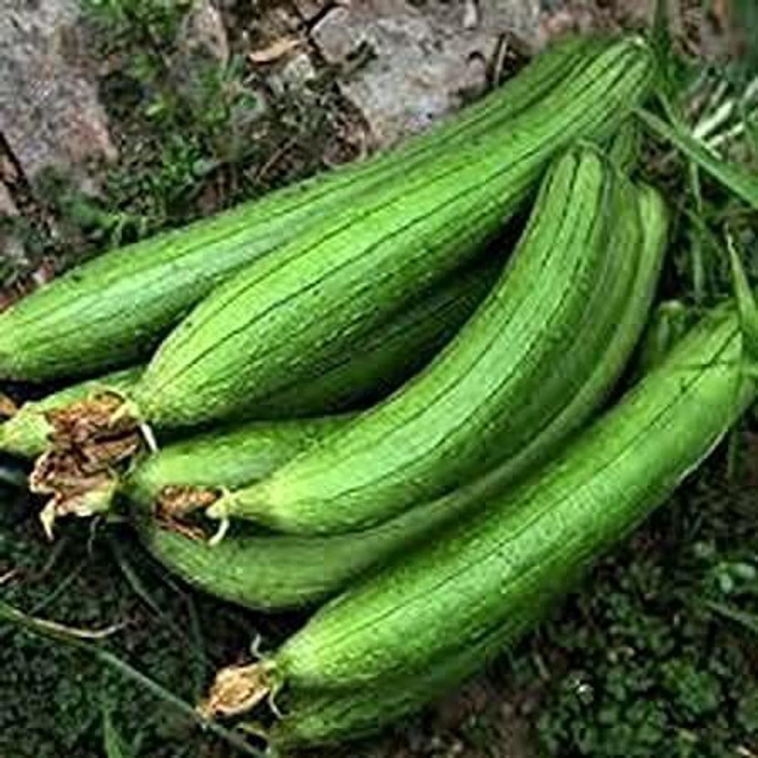 Quentova Quentova SPONGE GOURD - TORI-US-6Y Seed(100 per packet) - Flipkart Deal
