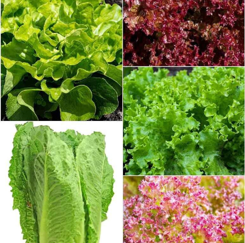 Seedsqlty Seedsqlty Green leafy vegetables seeds for summer home gardening , 6 type Seed(270 per packet) - Flipkart Deal