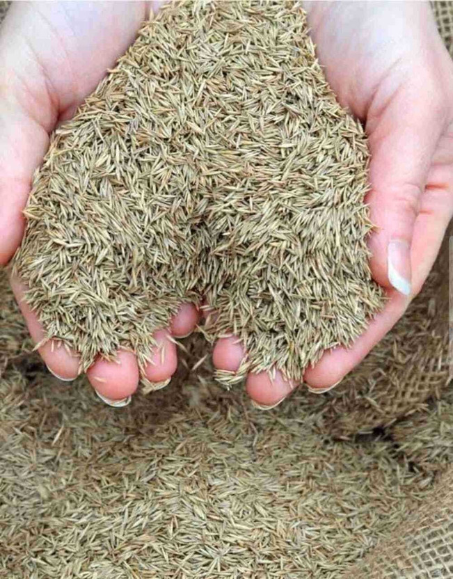 seedkart korean lawn grass seeds for home garden seed Seed(1300 per packet)