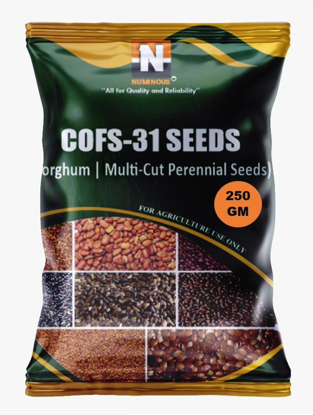 Numinous CoFs-31, Sorghum, Jowar, Multi-cut Perennial, Fodder Grass Seed(250 g)