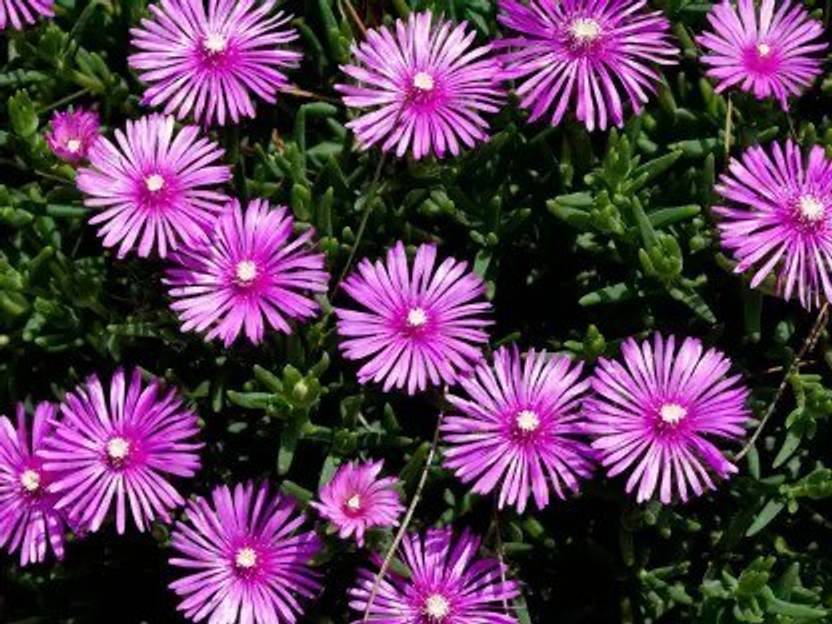 Aro Ice plant Seed Price in India Buy Aro Ice plant Seed online at