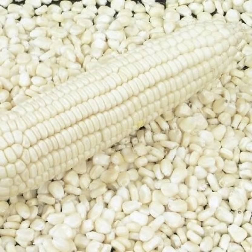 Agromate AFRICAN TALL MAIZE, FODDER MAIZE Seed Price in India - Buy ...