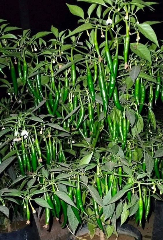 granthi Green HOT Pepper Chilli Seed(1000 per packet)