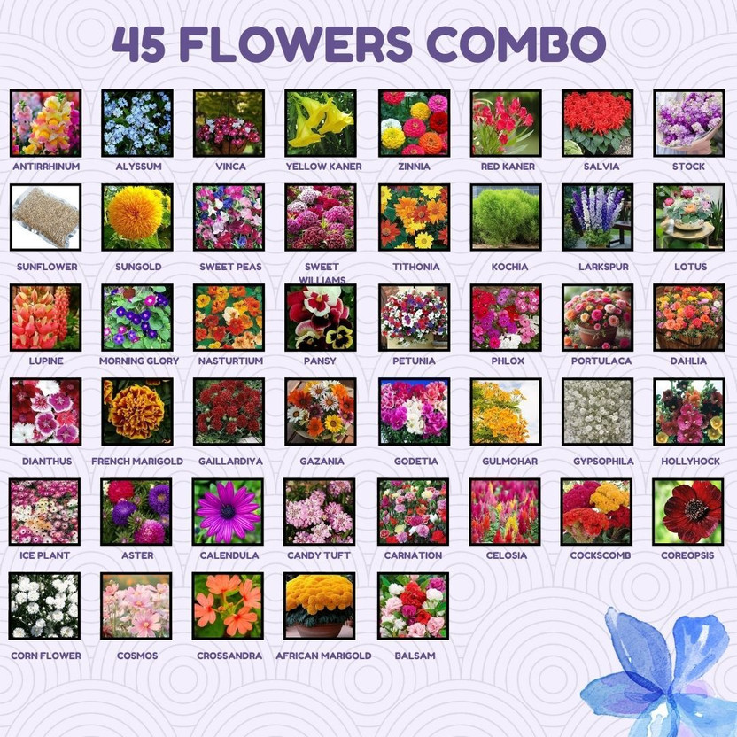 Greenery Hub 45 Flower Seed Combo for a Blooming Garden Seed(45 per packet)