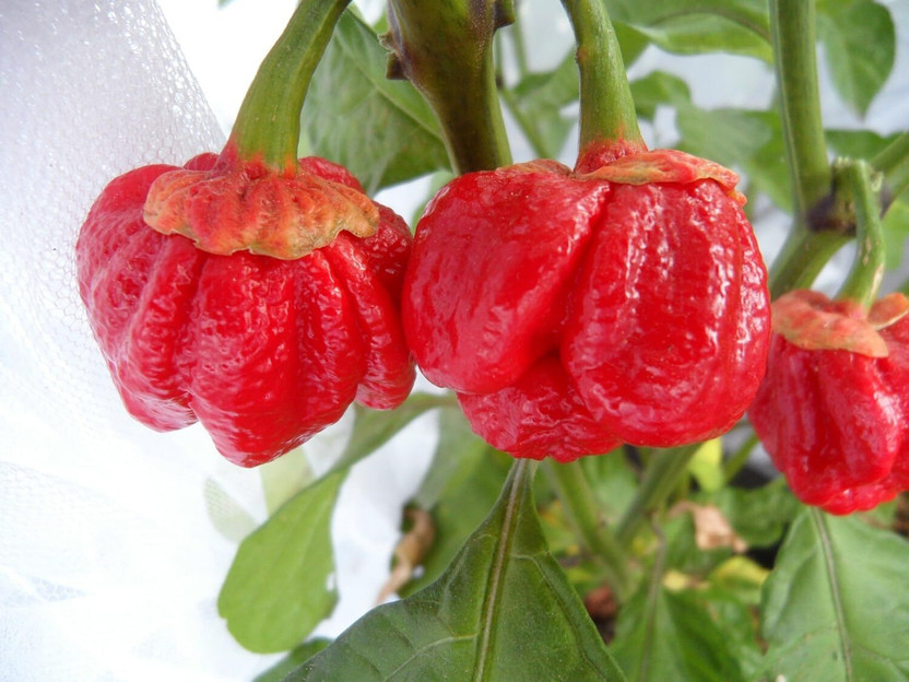Biosnyg Biosnyg Easy to Grow Bubblegum 7 Pot Pepper Vegetable Seeds For Planting-(1000 Seeds) Seed(1000 per packet) - Flipkart Deal