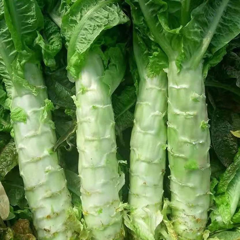 VibeX ® XLR820 Asparagus Lettuce Leaf Celtuce Spring Tower Seed Price