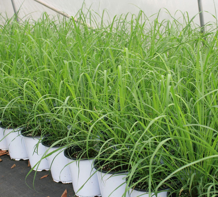 Gromax Gromax India Unique Variety Lemon Grass Herb Seed For Best Your Home Gardening Seed(40 per packet) - Flipkart Deal
