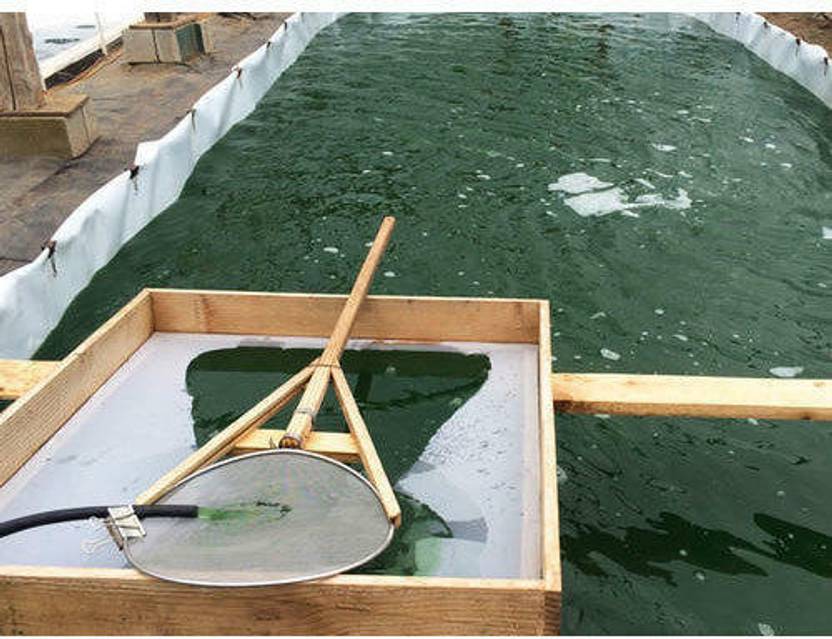 GSPremium Spirulina mother culture Seed Price in India Buy GSPremium