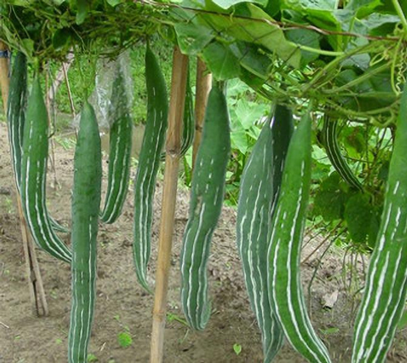 Radha Radha Krishna Agriculture Imported SNAKE GOURD Vegetable Seeds For Home & Kitchen Gardening Pack Of 70 Seed(70 per packet) - Flipkart Deal
