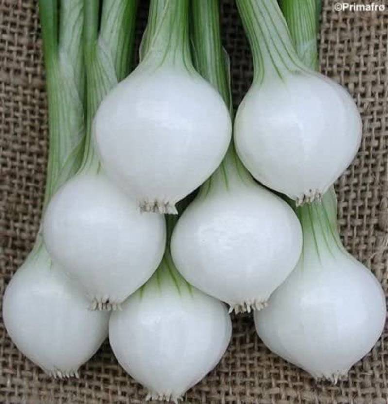 VibeX ® VMR645 Onion Barletta Cocktail Onions Seed Price in India